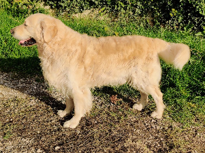 Étalon Golden Retriever - Jasp du grand sénéchal