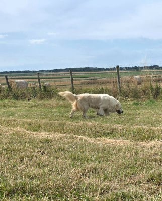 Étalon Golden Retriever - Sissi l'imperatrice pheline d'Edennefamily