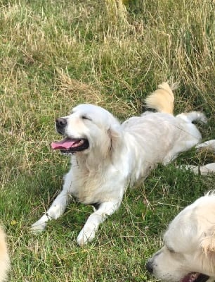 Étalon Golden Retriever - Sidonie phéline aux champs du madison