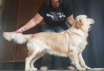 Étalon Golden Retriever - Venise la vénus des Prairies de Lagarde