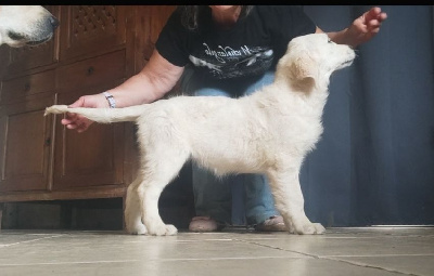 Étalon Golden Retriever - Alma du moulin de madjurie