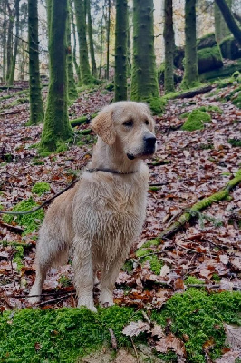 Étalon Golden Retriever - Viktor Ar Bann Heol