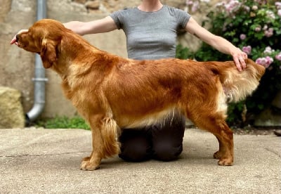 Étalon Golden Retriever - Stella De La Petite Sulka