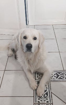 Étalon Golden Retriever - Valet de coeur dit Max Du Royaume De Goldie