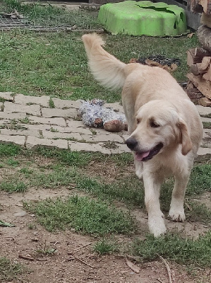 Étalon Golden Retriever - Violetta bella puppys goldens love