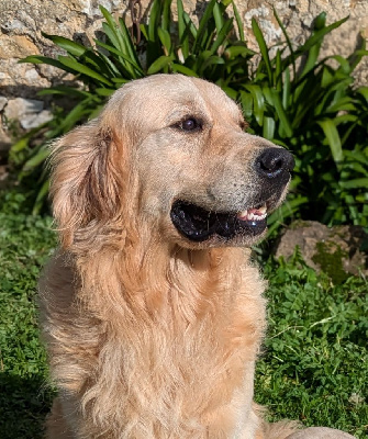 Étalon Golden Retriever - Tao Les Jardins De Thalys
