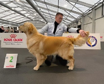 Étalon Golden Retriever - Virtuose mozart des jardins d epona