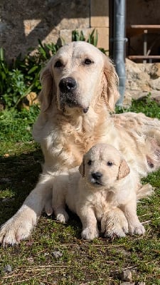 Étalon Golden Retriever - Une rose shannon de la plaine des peupliers