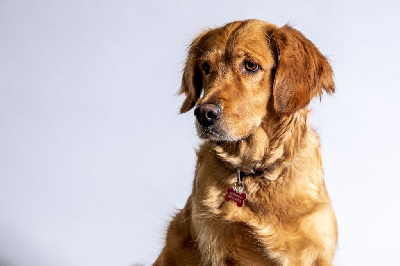 Étalon Golden Retriever - Praline Des Rêves D'Ibiza