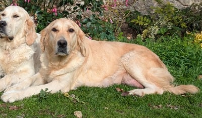 Étalon Golden Retriever - Sonate (Sans Affixe)