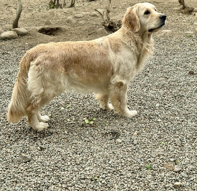 Étalon Golden Retriever - The limited edition Angels of Tara