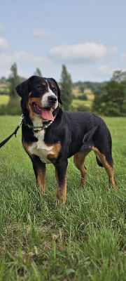 Étalon Grand bouvier suisse - CH. Yggdrasil Of Nephtys Valaskjálf sif