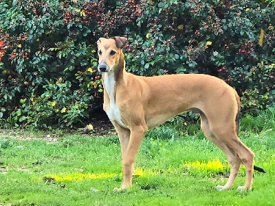 Étalon Greyhound - Ares Des dames du lac