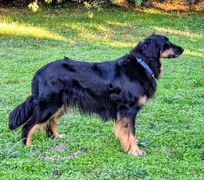 Étalon Hovawart - CH. Phèdre Des leus altiers