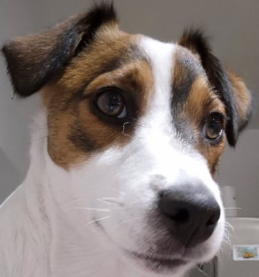 image de Vadrouille mon zouille