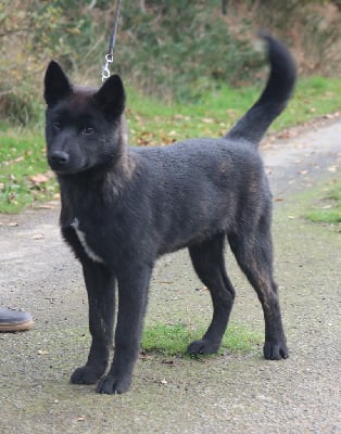 Étalon Kai - A'karube go Des Fideles Akita Ken