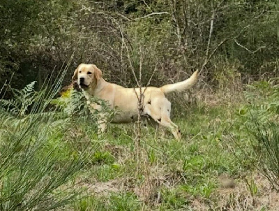 Étalon Labrador Retriever - Vedette by romy Du Pomayrol