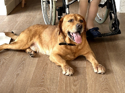 Étalon Labrador Retriever - Redford De L'etang Des Vignerons