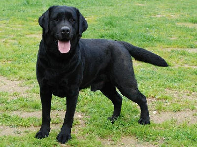 Étalon Labrador Retriever - Orus Des marais de courmont