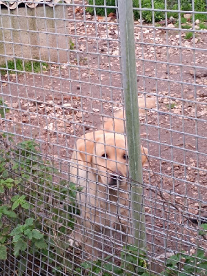 Étalon Labrador Retriever - Rafiki des Terres des Forges