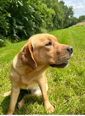 Étalon Labrador Retriever - Somebody to love De L'etang Des Vignerons