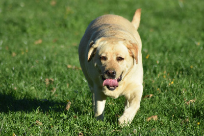 Rymel des Vergers de Taly