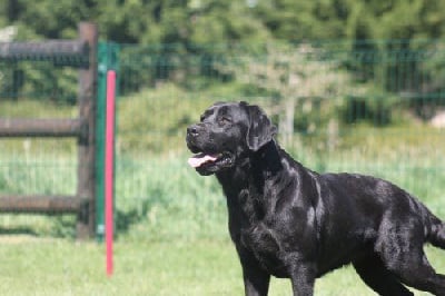 Étalon Labrador Retriever - Olga du moulin de sault