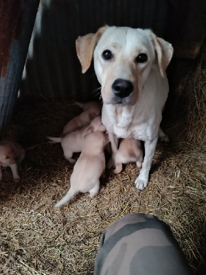 Étalon Labrador Retriever - Thalie Du Marais De Lasné