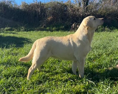 Étalon Labrador Retriever - Aiolie by shippy Du Pomayrol