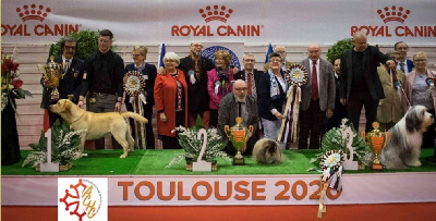 Étalon Labrador Retriever - Ox pomayrol de Labrapassion