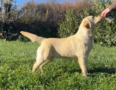 Étalon Labrador Retriever - Alaska by rheal Du Pomayrol