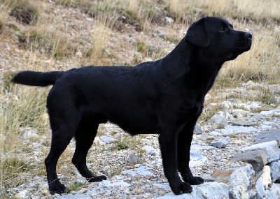 Étalon Labrador Retriever - Volcan du pré de l'égvonne