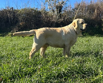 Étalon Labrador Retriever - Gold digger bella mare