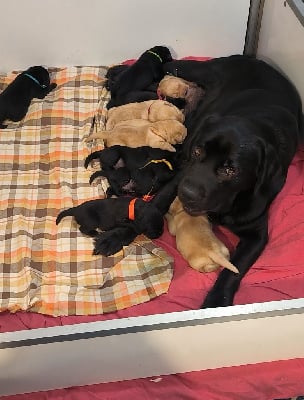 Étalon Labrador Retriever - Tess du Haras des Ifs