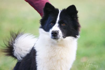 Étalon Laika de iakoutie - CH. Not Fancy U'r the devil in disguise