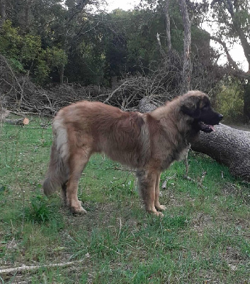 Étalon Leonberger - Valio viserion des dragons de provence