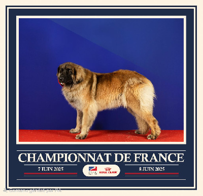 Étalon Leonberger - Uri Ny-Kaï du domaine de la noyaraye