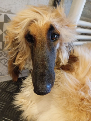 Étalon Levrier afghan - Vaiana la légende De aikhanoum