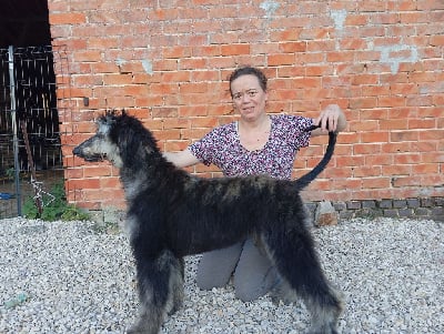 Étalon Levrier afghan - Apollon dieu De aikhanoum