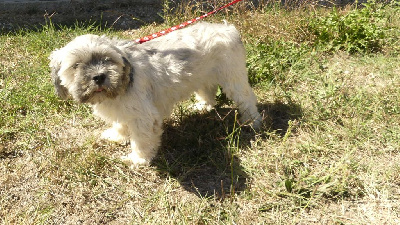 Étalon Lhassa Apso - Roumba du Domaine des Ecorces