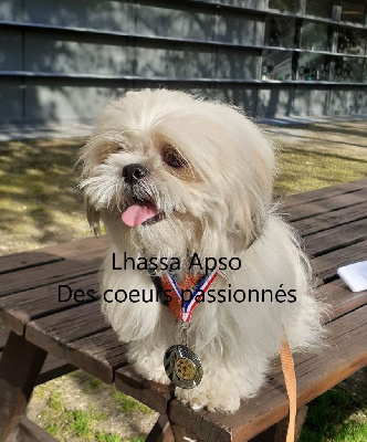 Étalon Lhassa Apso - Taya (Sans Affixe)