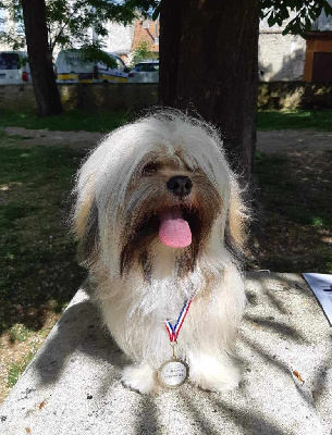 Étalon Lhassa Apso - Ridley de dame nature