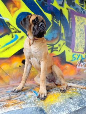 Étalon Mastiff - All you need is love Du Mont Des Géants