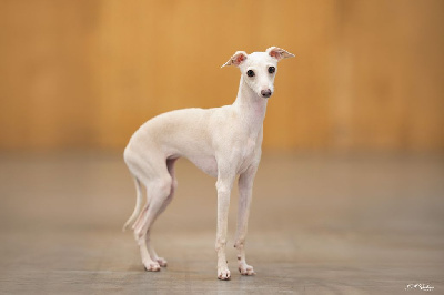 Étalon Petit Levrier Italien - Valse de vienne du domaine de Chanteloup