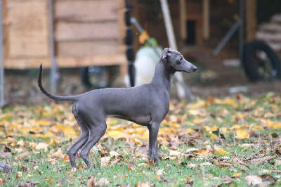Étalon Petit Levrier Italien - Appelez-moi lisette du domaine de Chanteloup