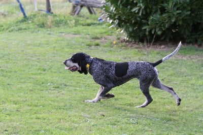 Étalon Petit bleu de Gascogne - Vega du bois de preissac