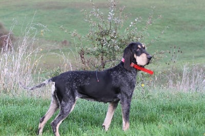 Étalon Petit bleu de Gascogne - Venus des coteaux varois