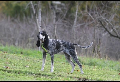 Étalon Petit bleu de Gascogne - Vanille du pin noir de la goute