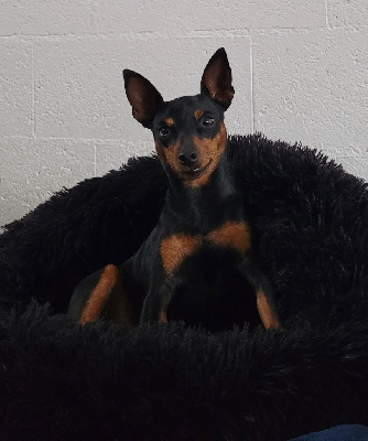Étalon Pinscher nain - Super belette De la Maison d'Este