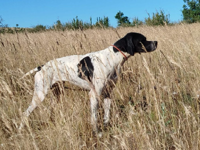 Étalon Pointer - Tequila du mas du zouave